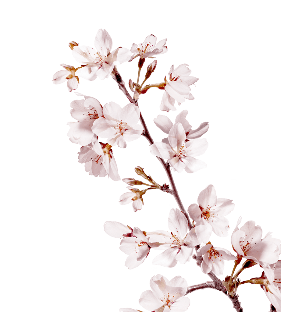 Sakura PNG