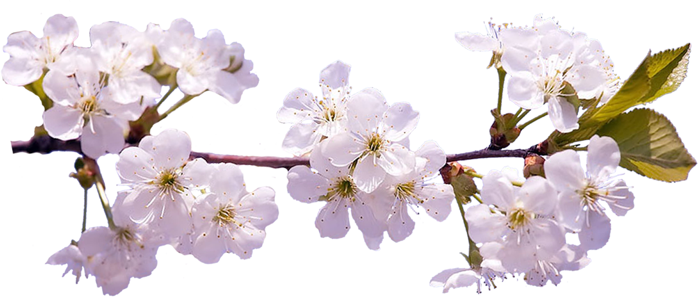 Sakura PNG images free download