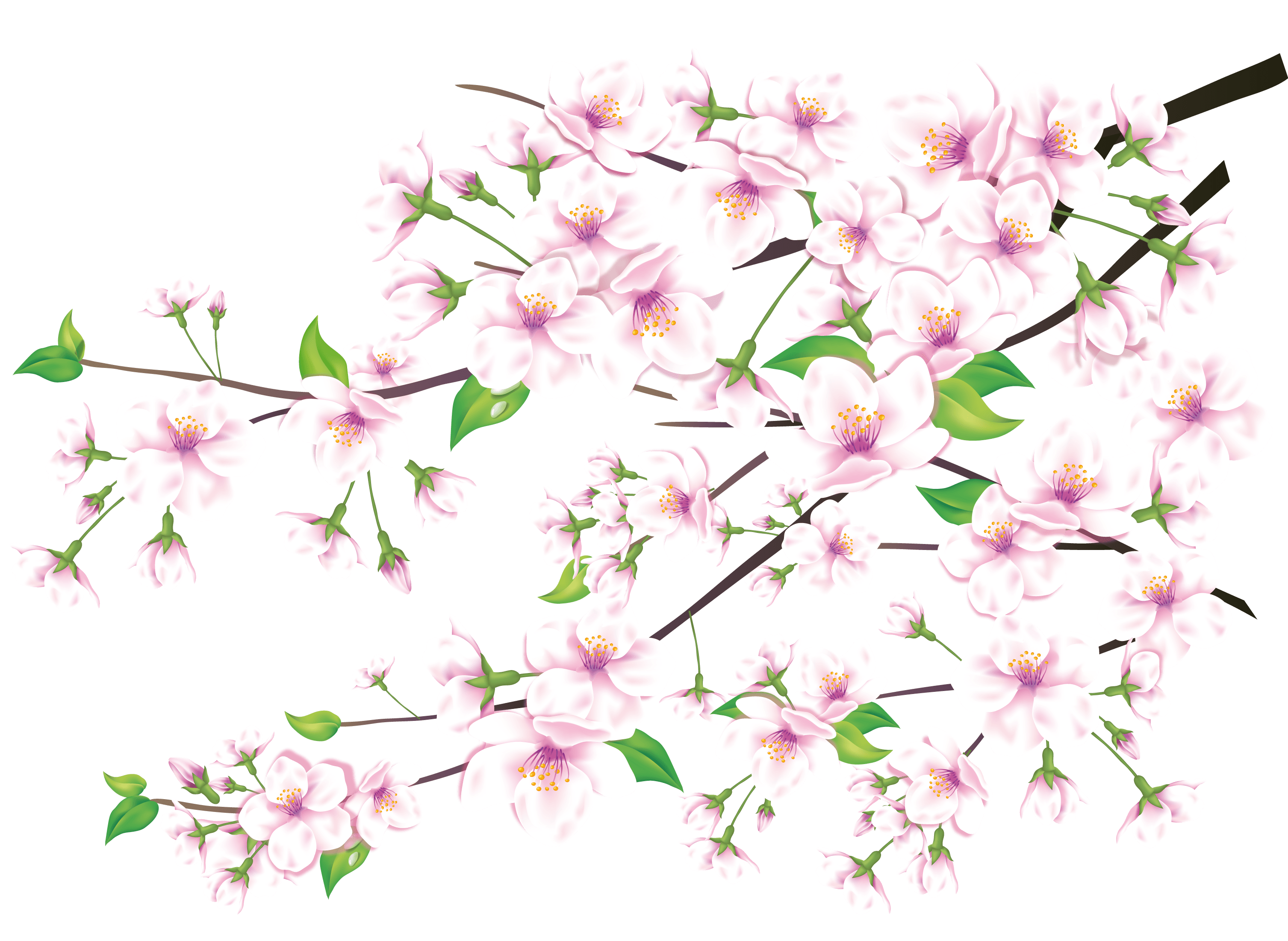 Sakura PNG transparent image download, size 3013x2202px