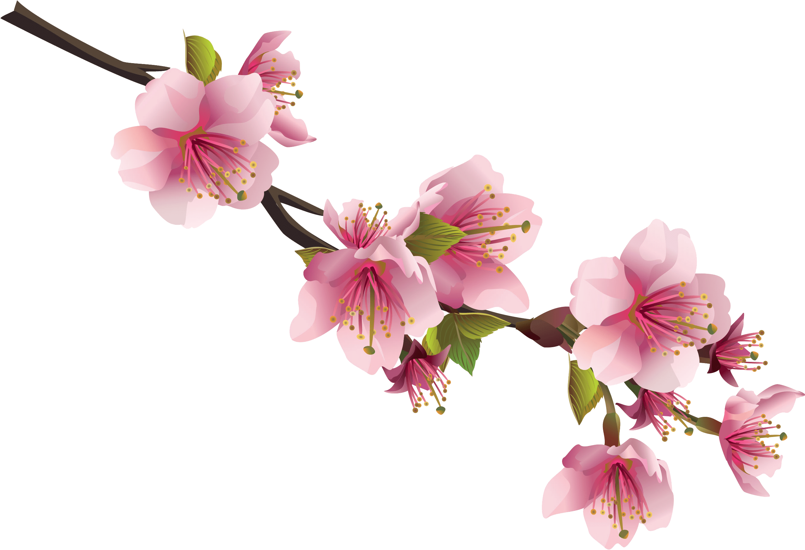 Sakura PNG transparent image download, size 2677x1830px