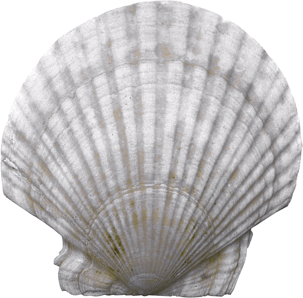 Seashell PNG transparent image download, size 1019x1000px