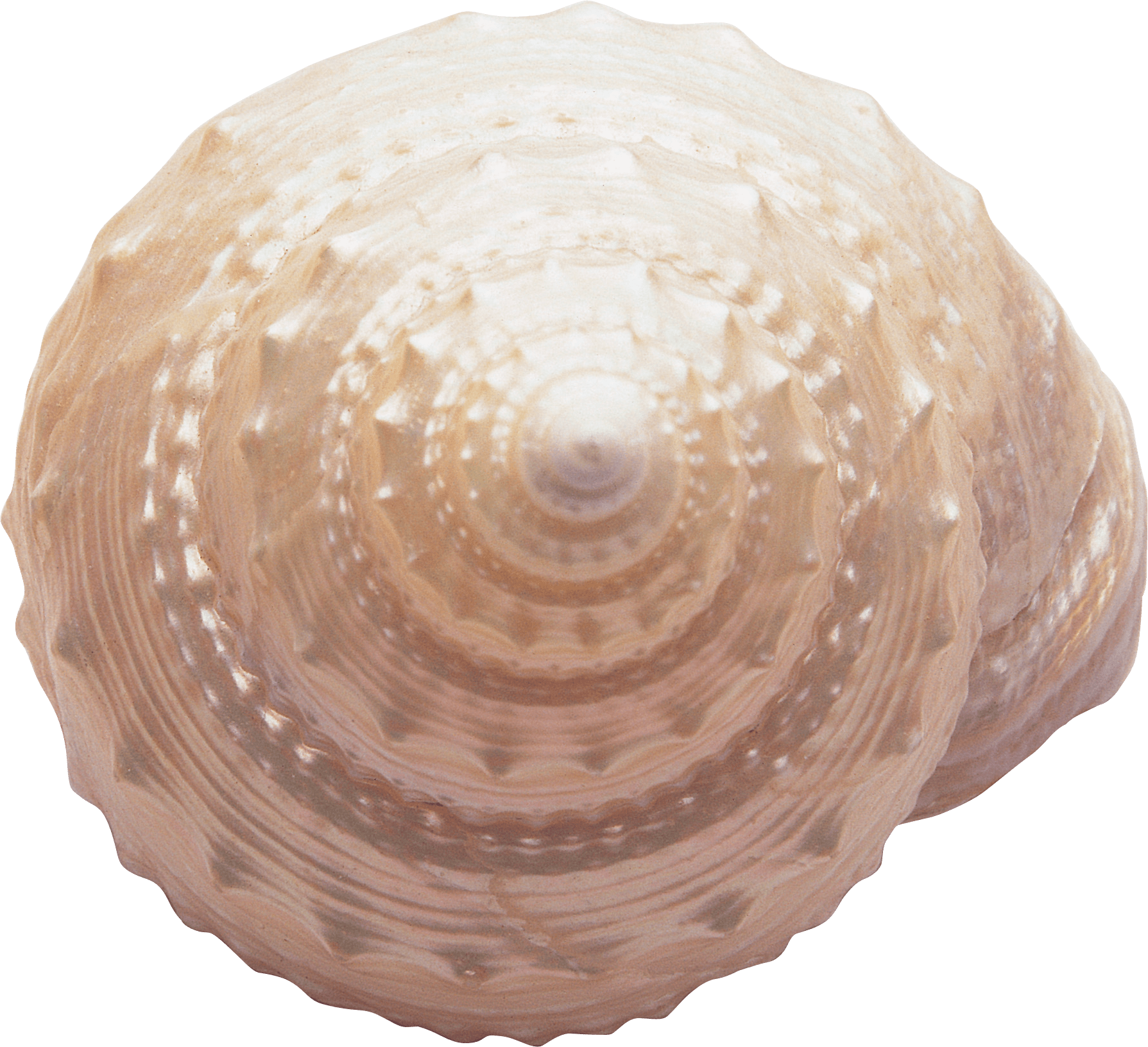 Seashell PNG