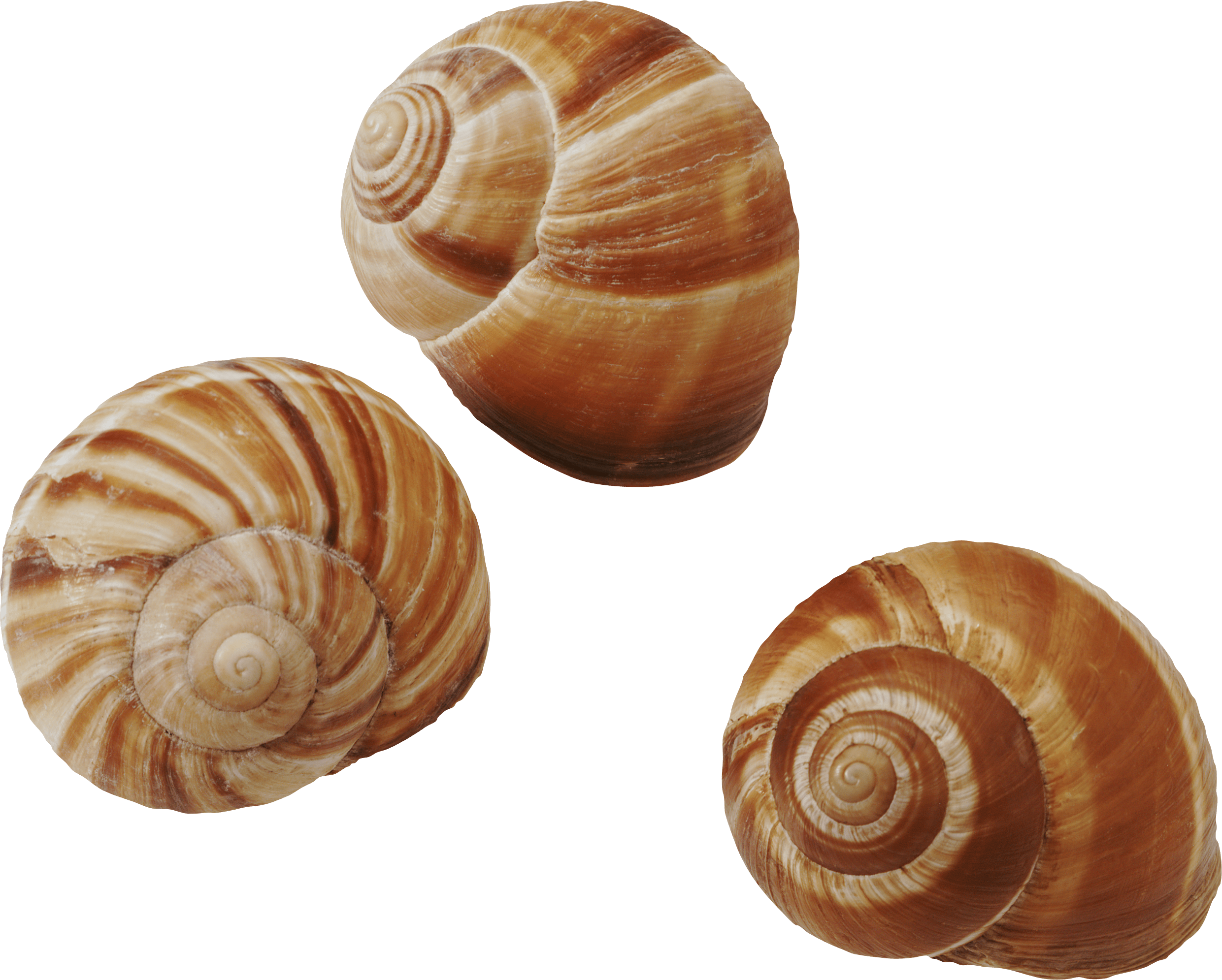 Seashell PNG transparent image download, size 2481x1991px