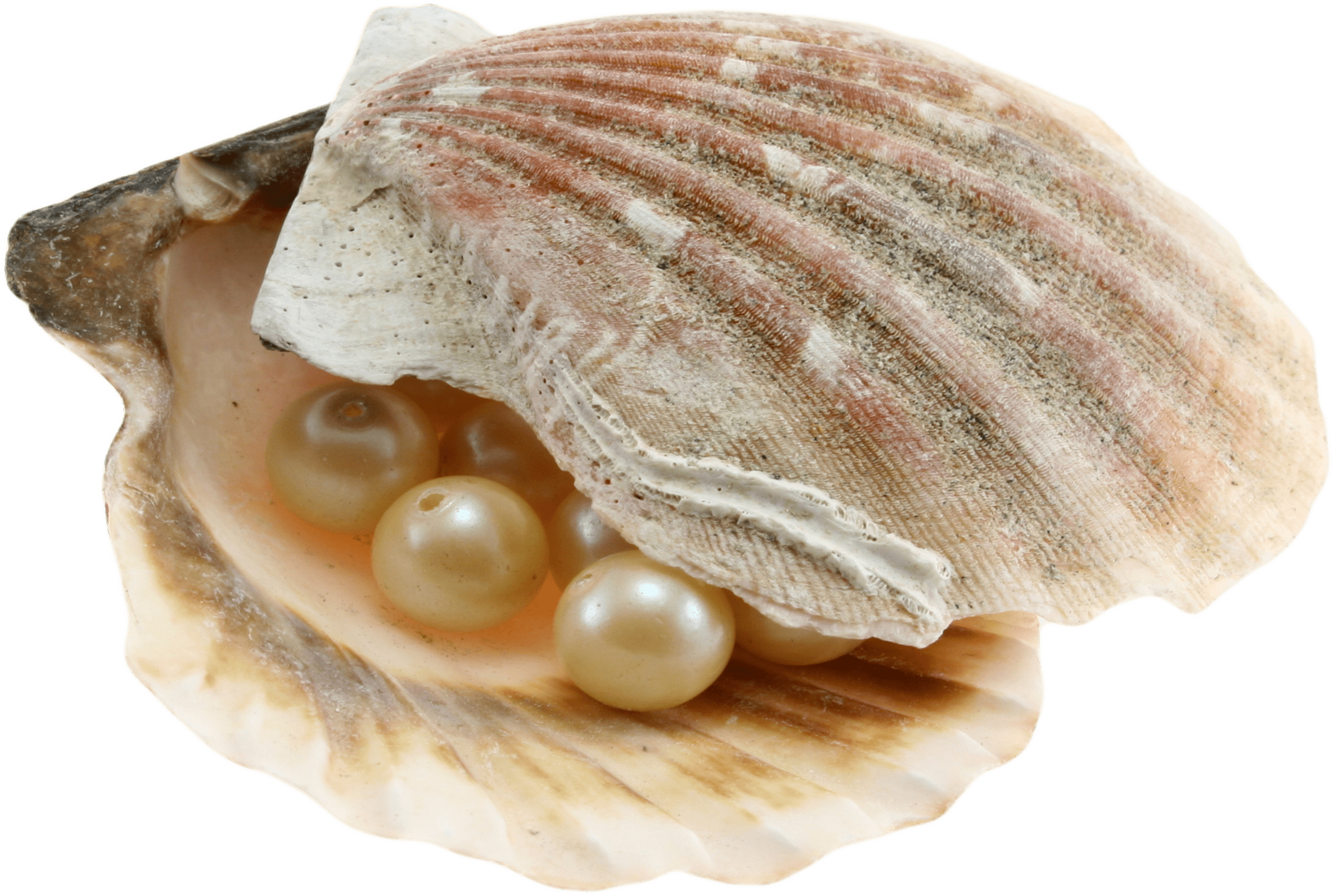 Seashell PNG