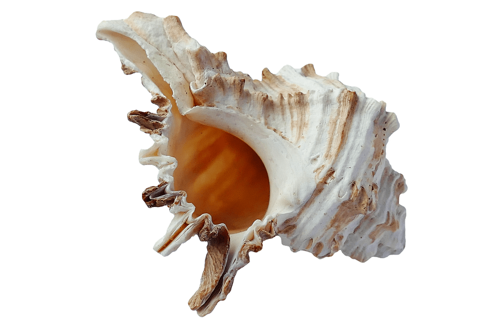 Seashell PNG images free download