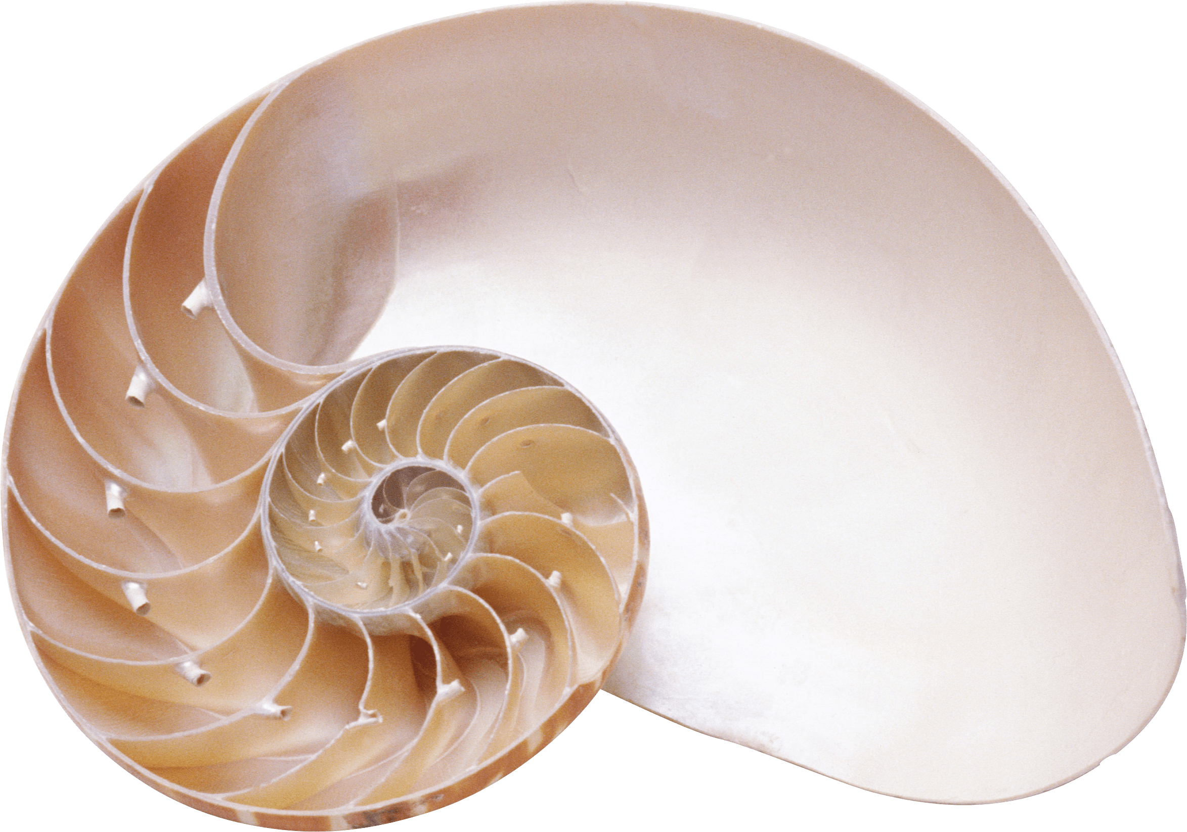 Морская раковина PNG