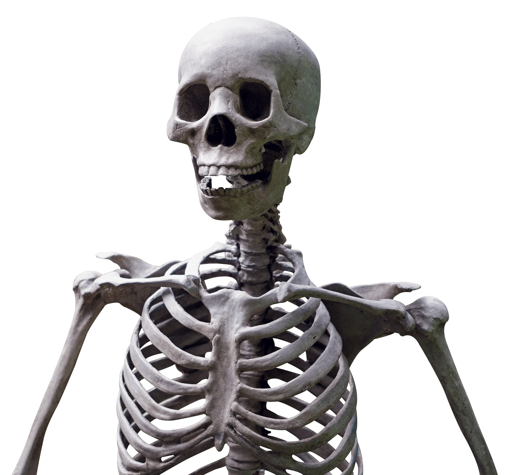 Skeleton, skulls PNG images free download