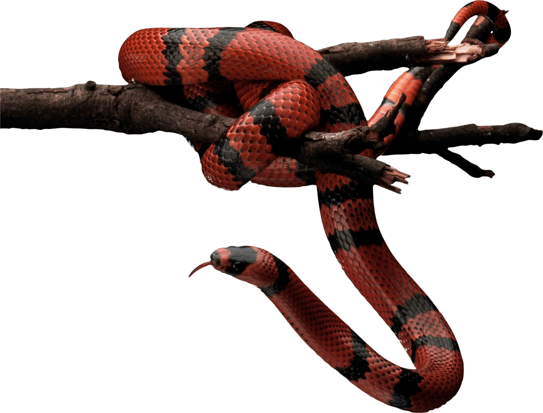 Snake PNG image, free download png picture snakes