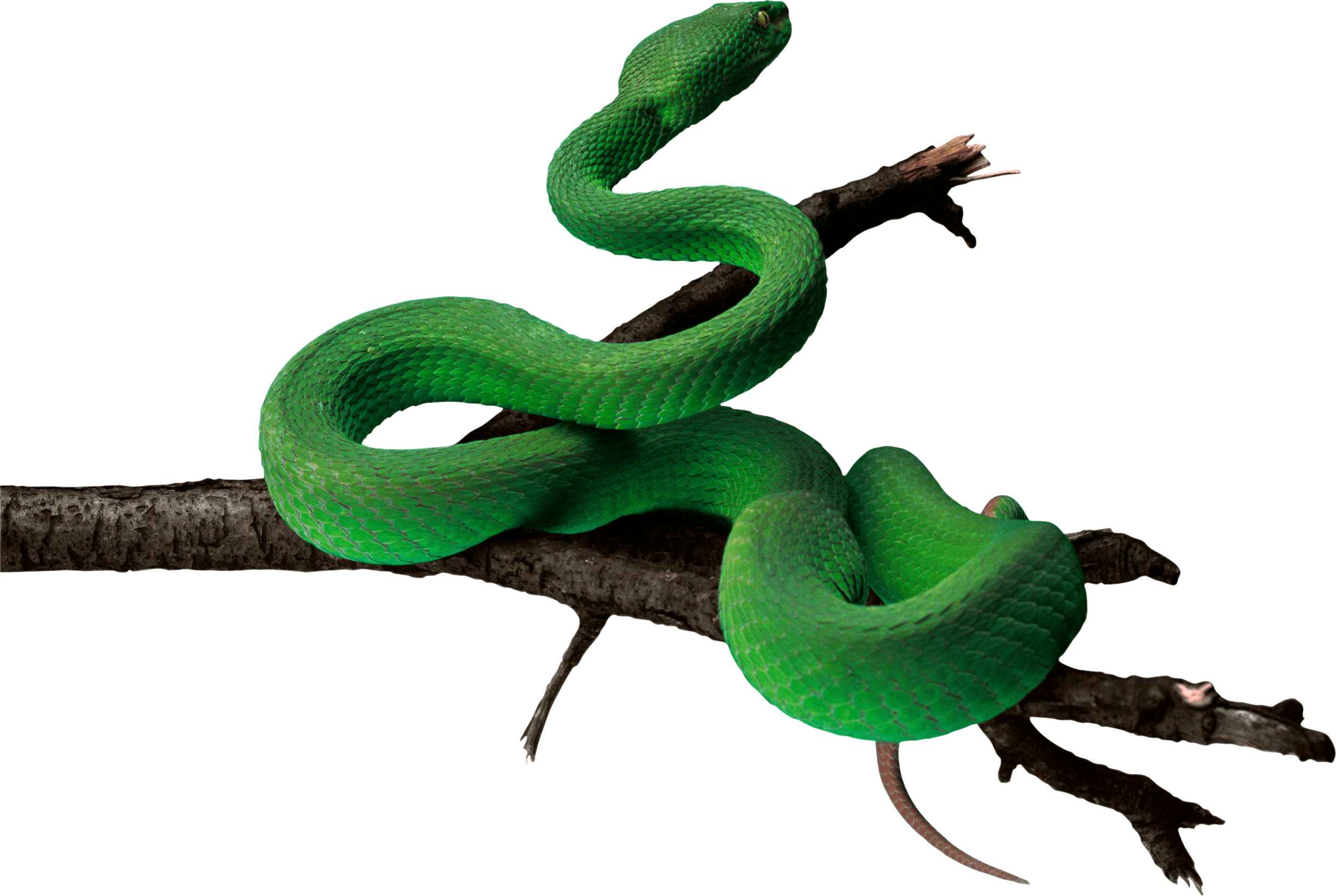 Snake PNG image, free download png picture snakes
