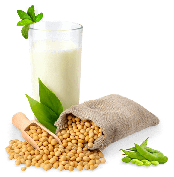 Soybean PNG