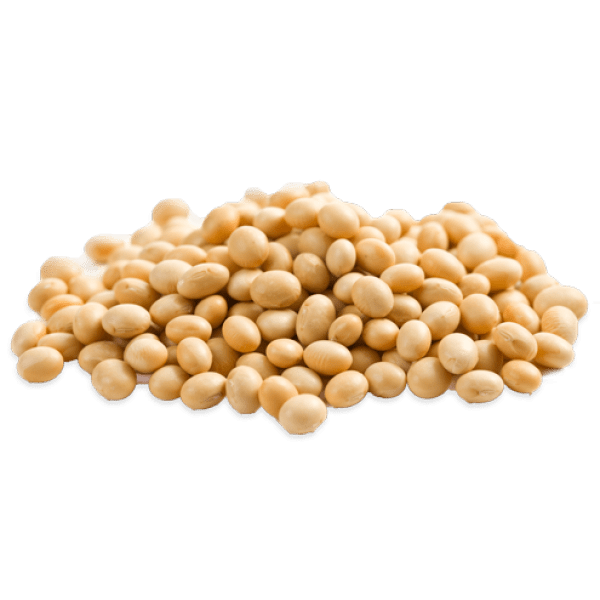 Soybean PNG transparent image download, size 600x600px