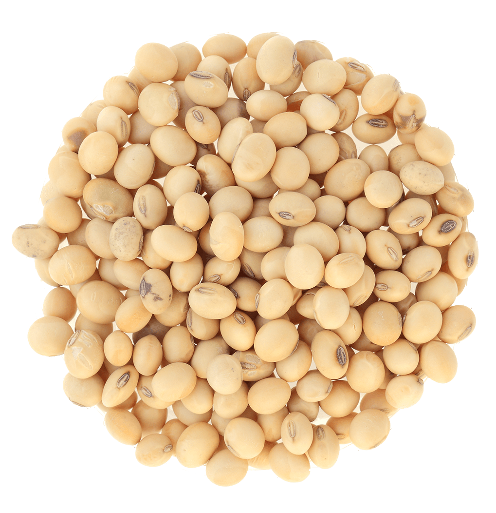 Soybean PNG
