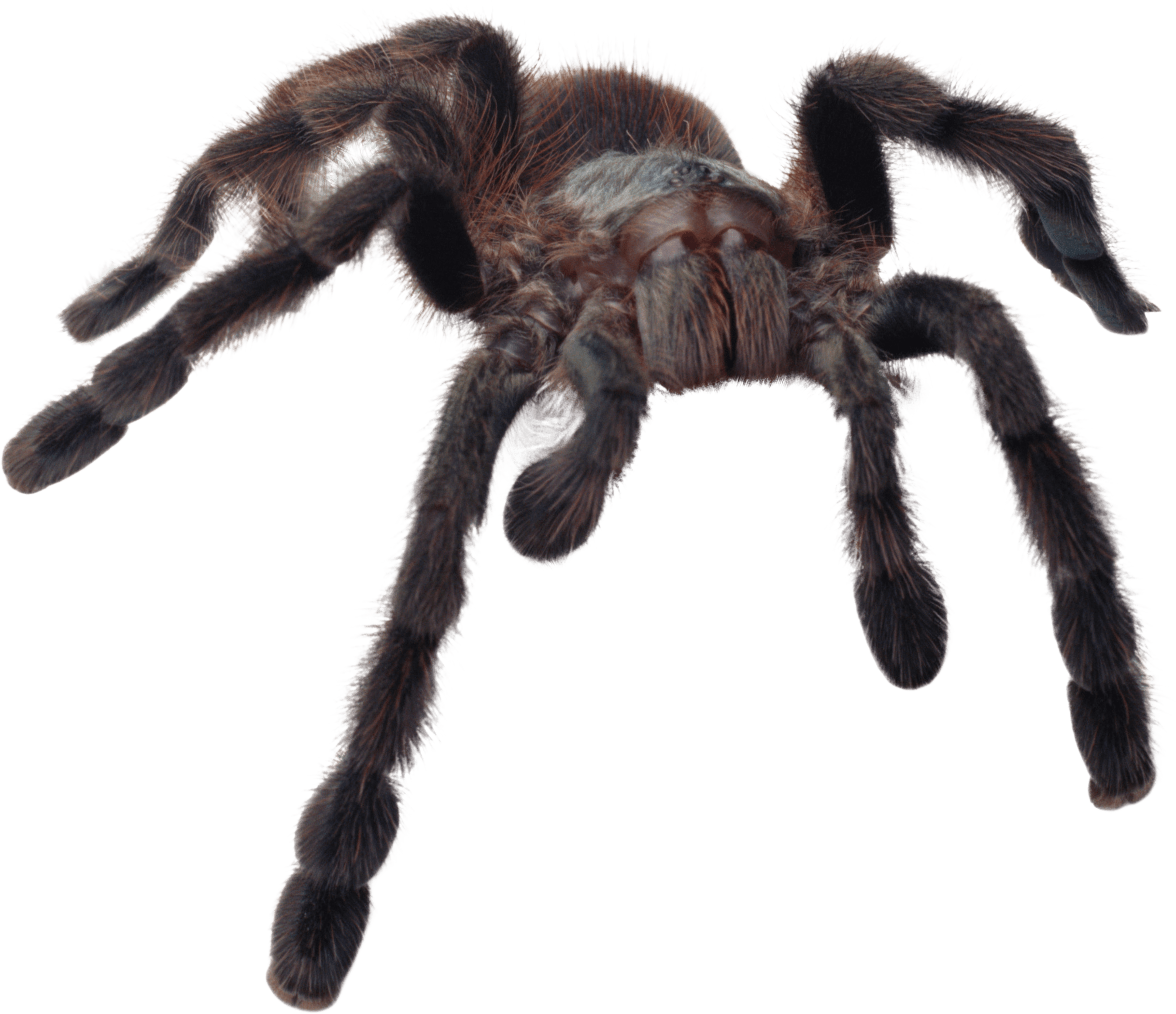 Spider PNG image