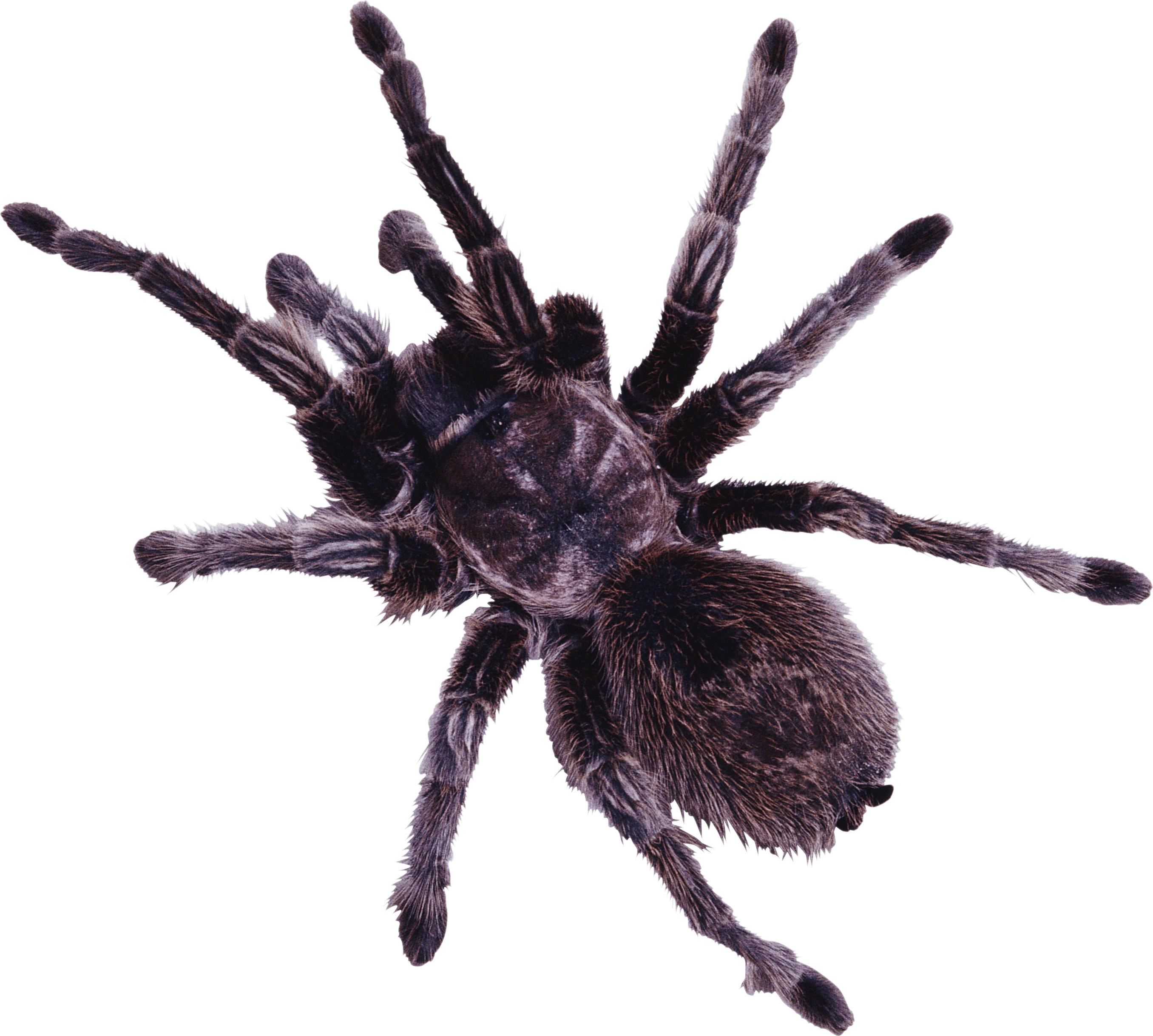 Spider PNG images, free download spider PNG photo pictures with