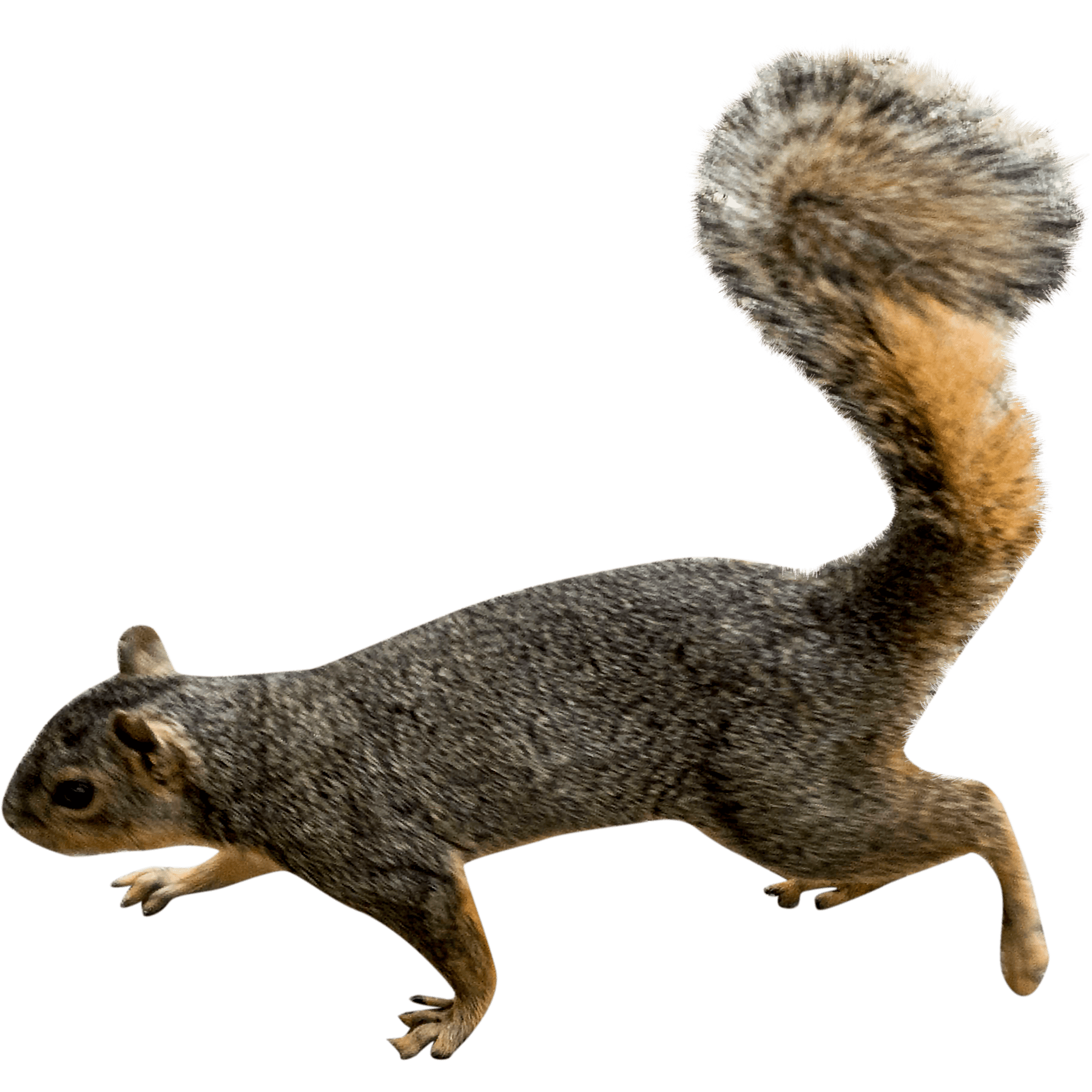 Collection 90+ Pictures Images Of A Squirrel Completed 10/2023