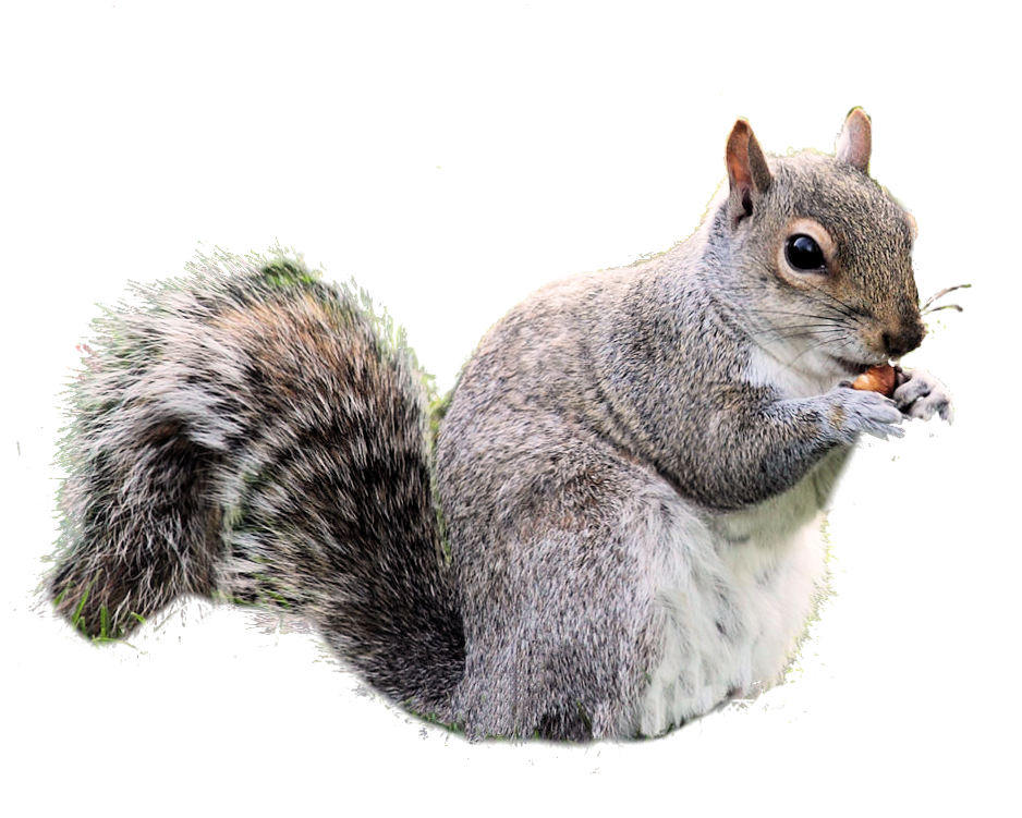 Squirrel PNG transparent image download, size 938x751px