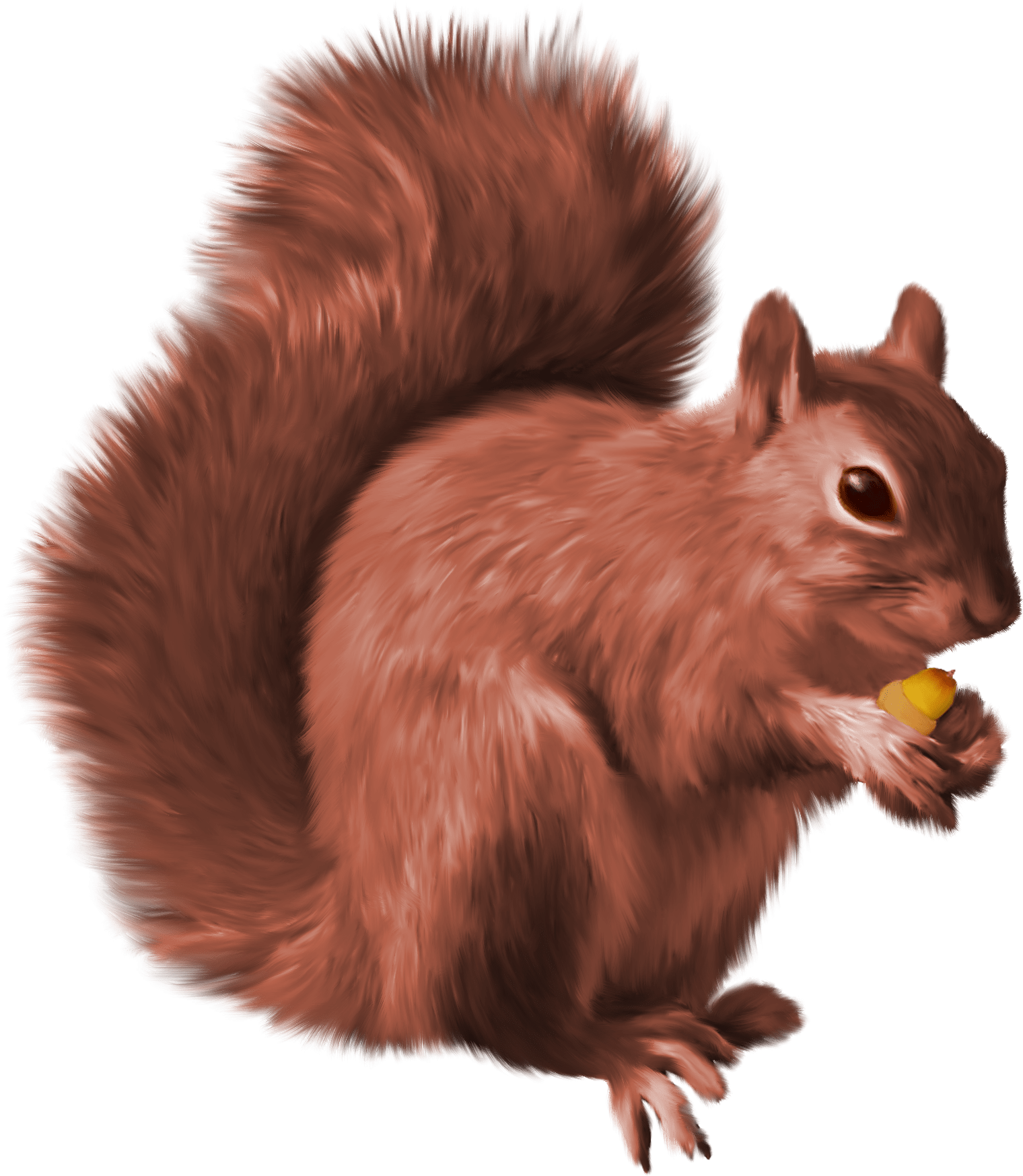 Squirrel PNG transparent image download, size 1520x1748px
