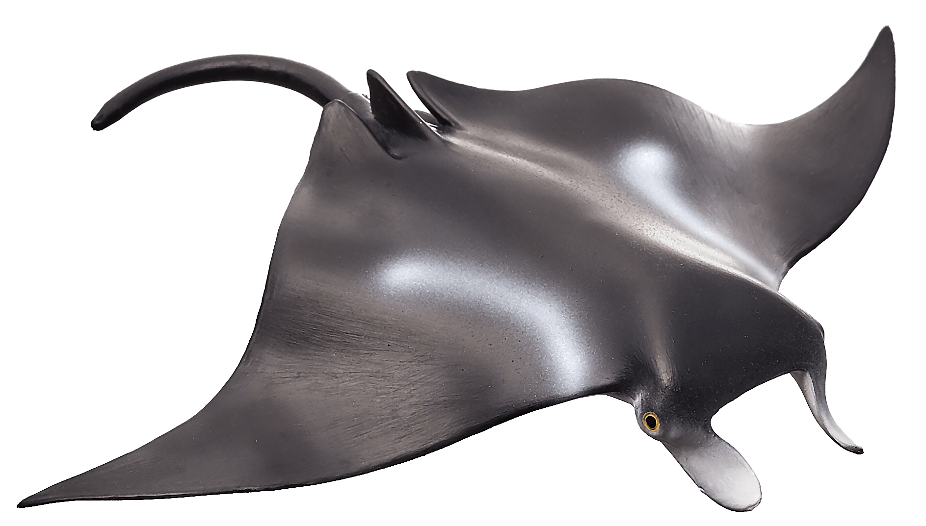 Stingray PNG transparent image download, size 1887x1073px