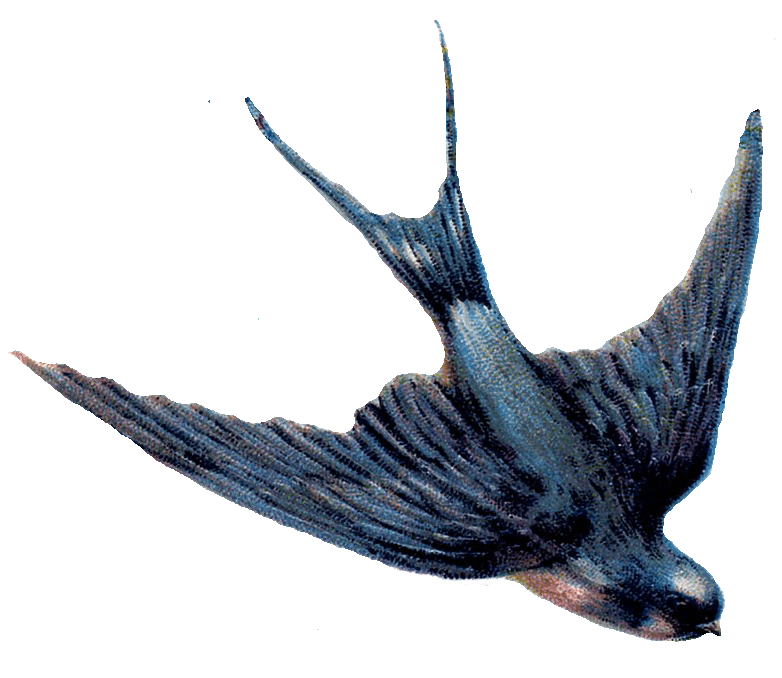 Swallow PNG