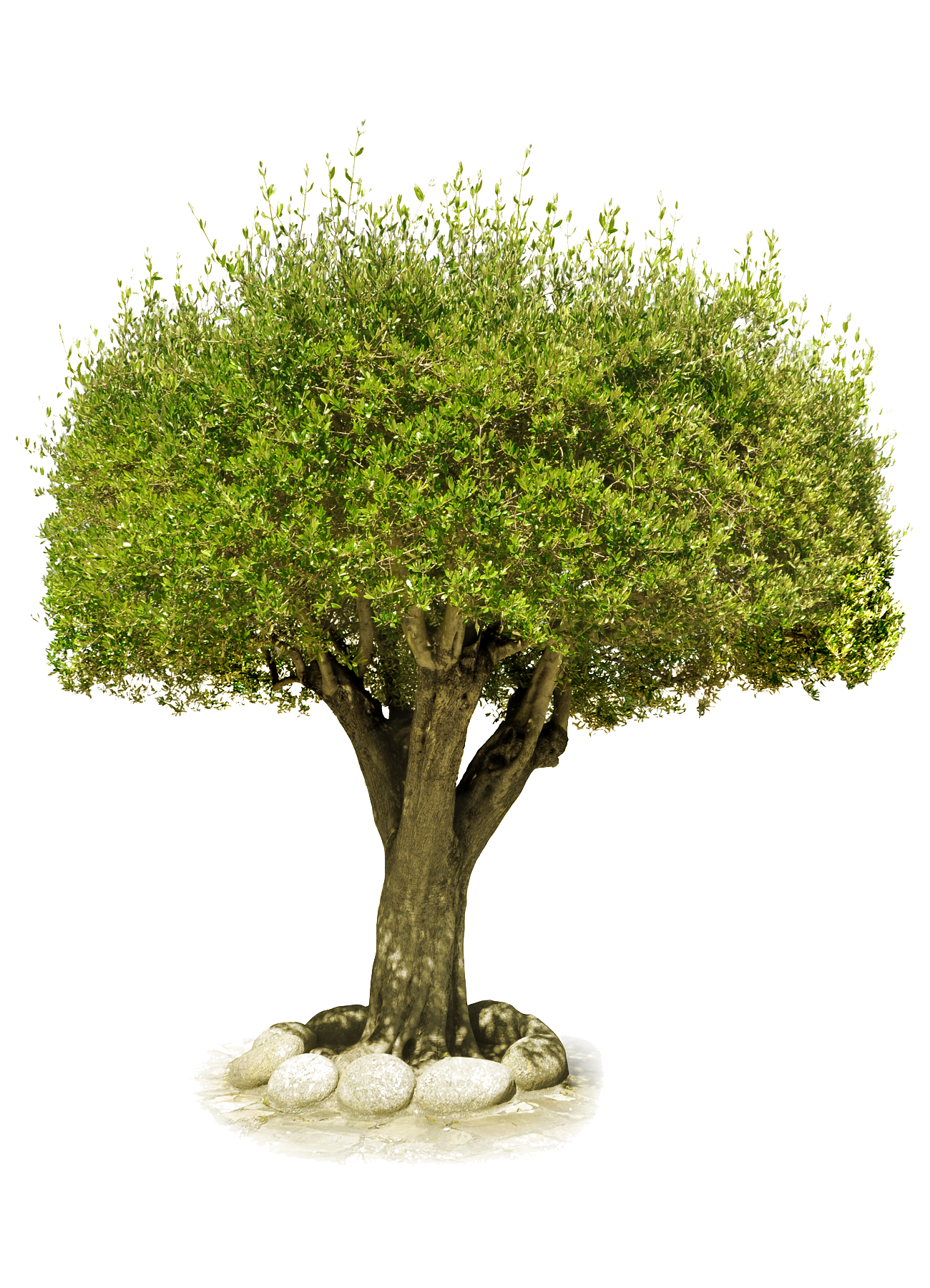 Árbol PNG