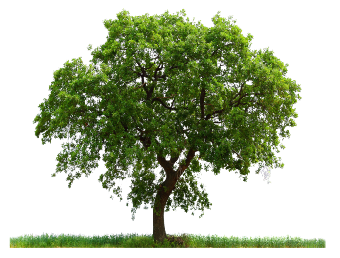 Trees