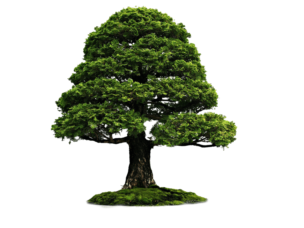 tree png image transparent image download, size 1024x768px