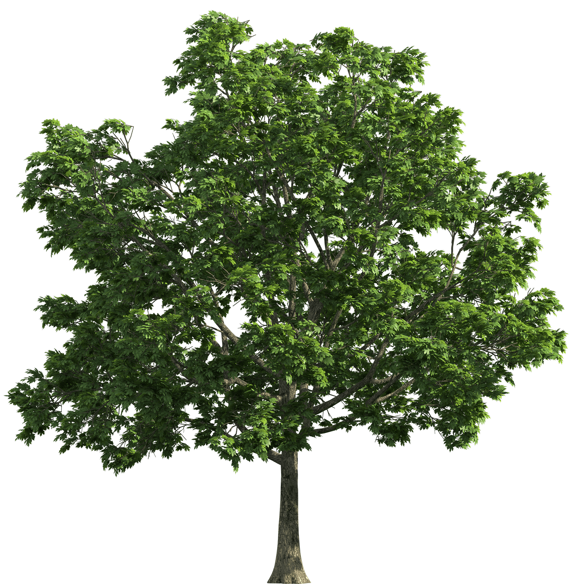 Tree png images, pictures, download free