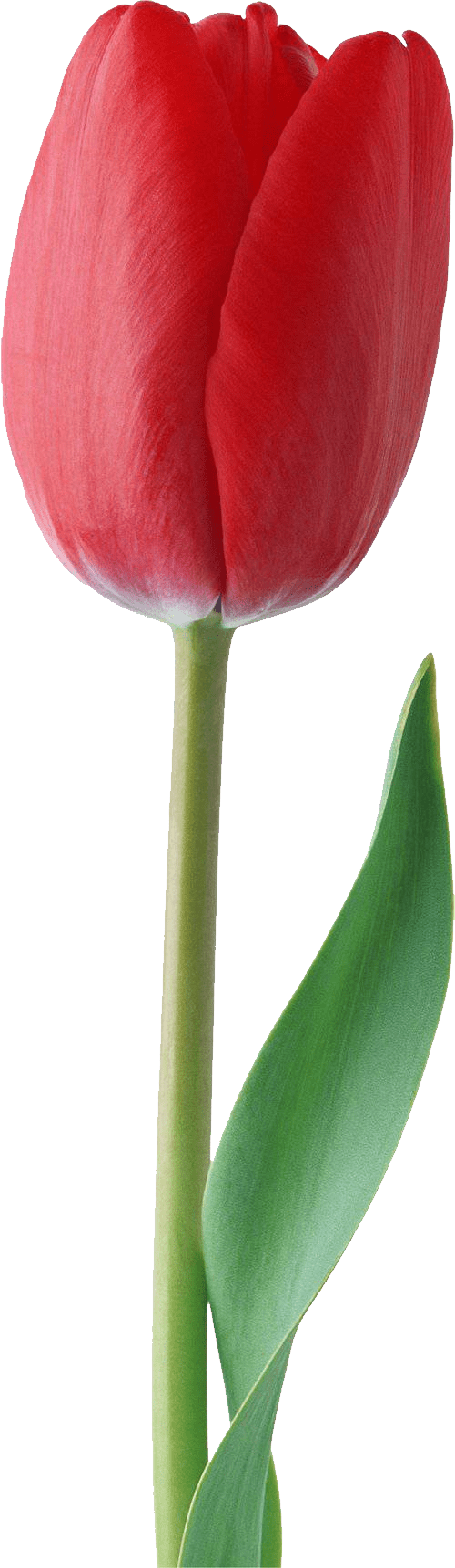 bunga bunga tulip putih png