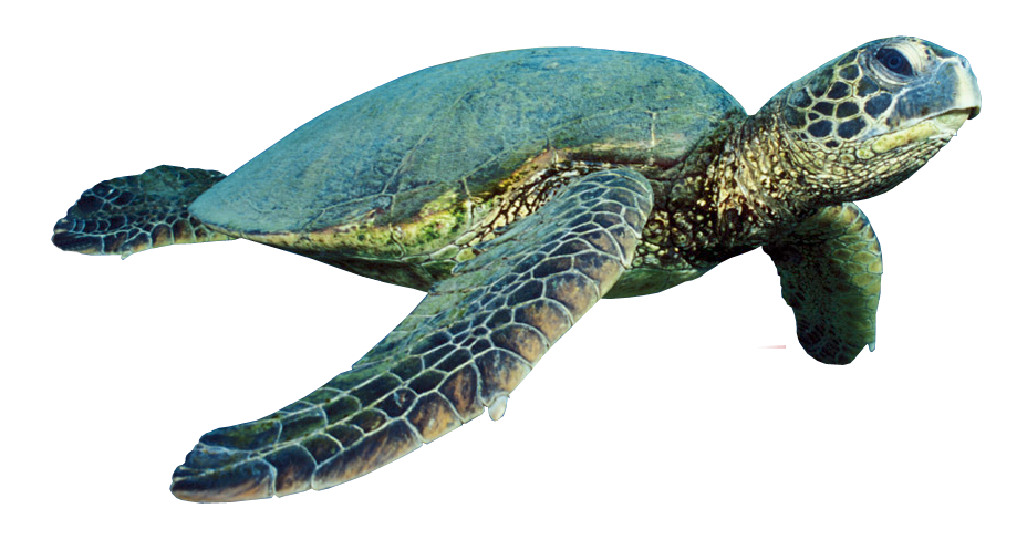 Turtle PNG images free download