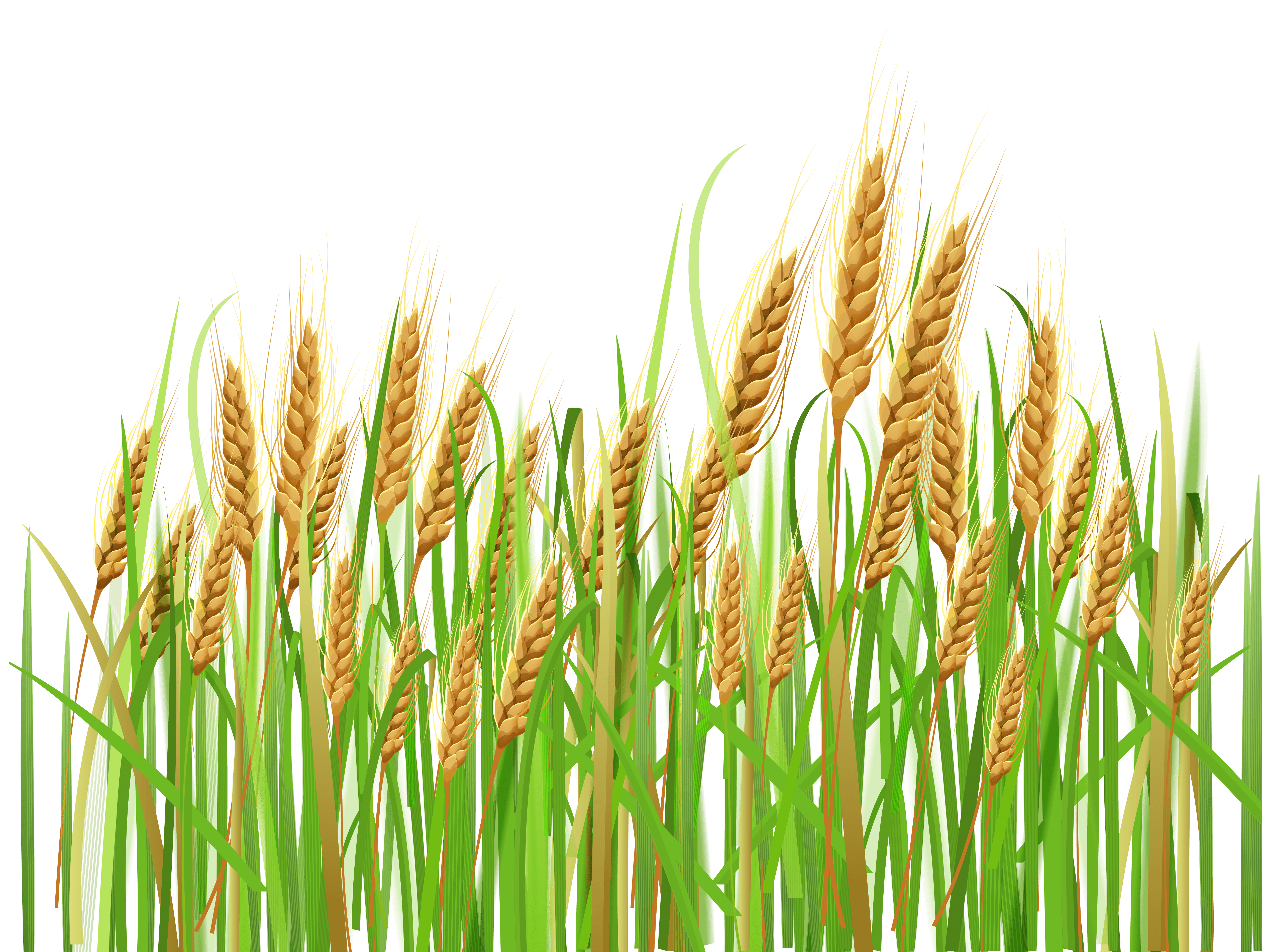 Wheat PNG