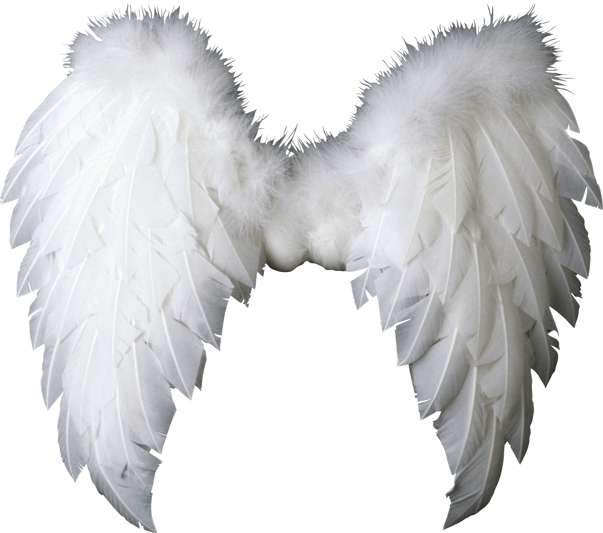 Wings PNG