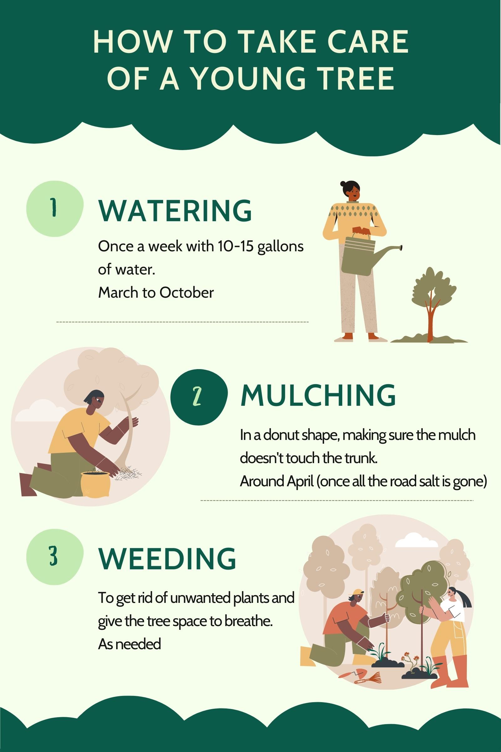 TREE CARE & PLANTING GUIDES Providence Neighborhood Planting Program