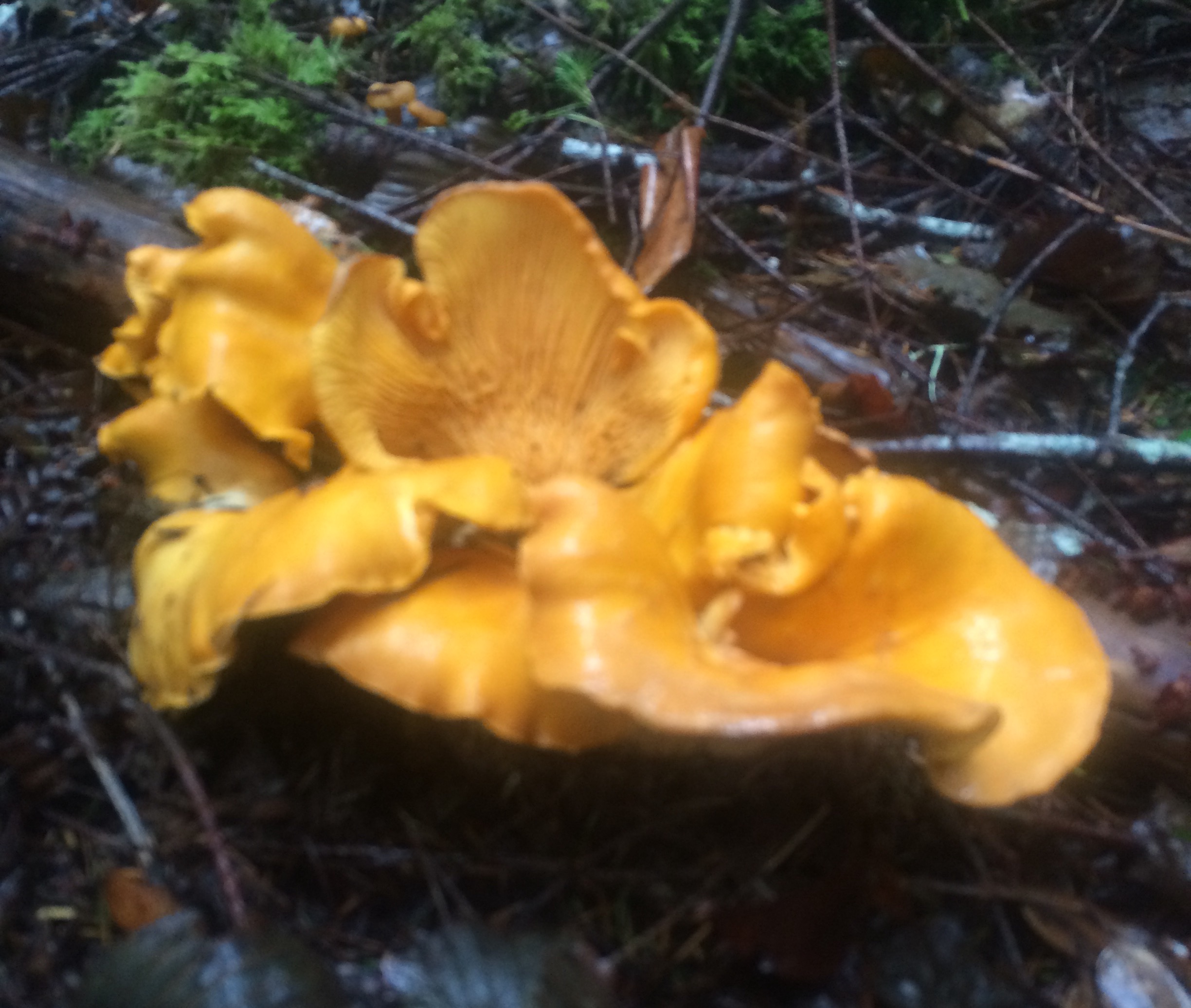 Chanterelle Yellow Mushrooms Pacific NW Wild Mushrooms
