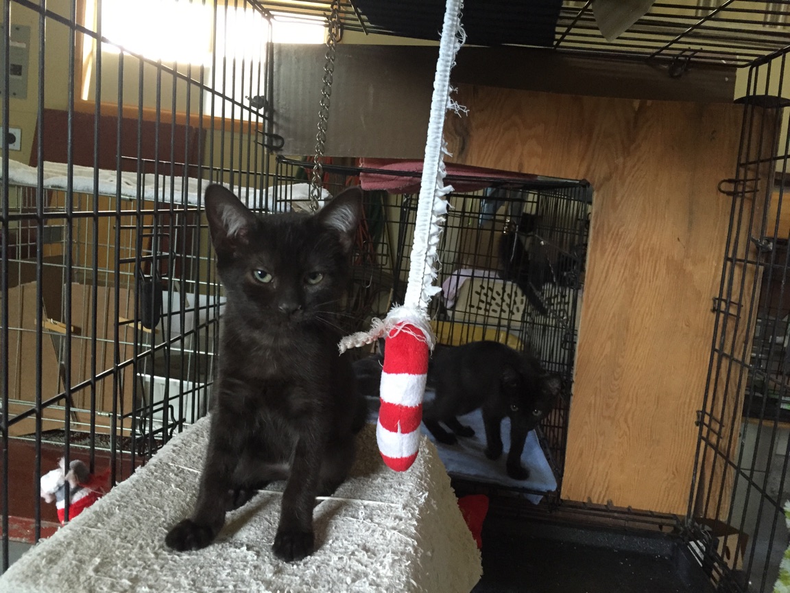 Bobbie Portneuf Animal Welfare Society (PAWS)