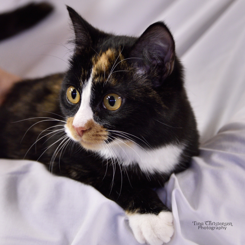 baby2 Portneuf Animal Welfare Society (PAWS)