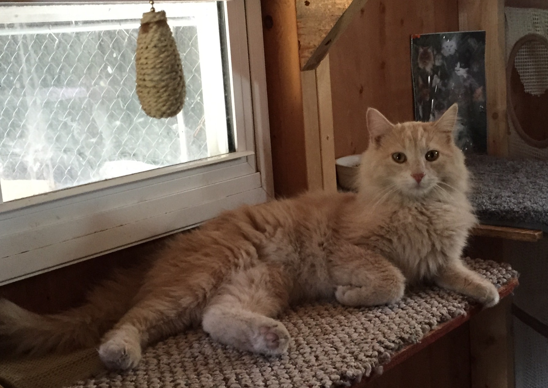 FullSizeRender Portneuf Animal Welfare Society (PAWS)