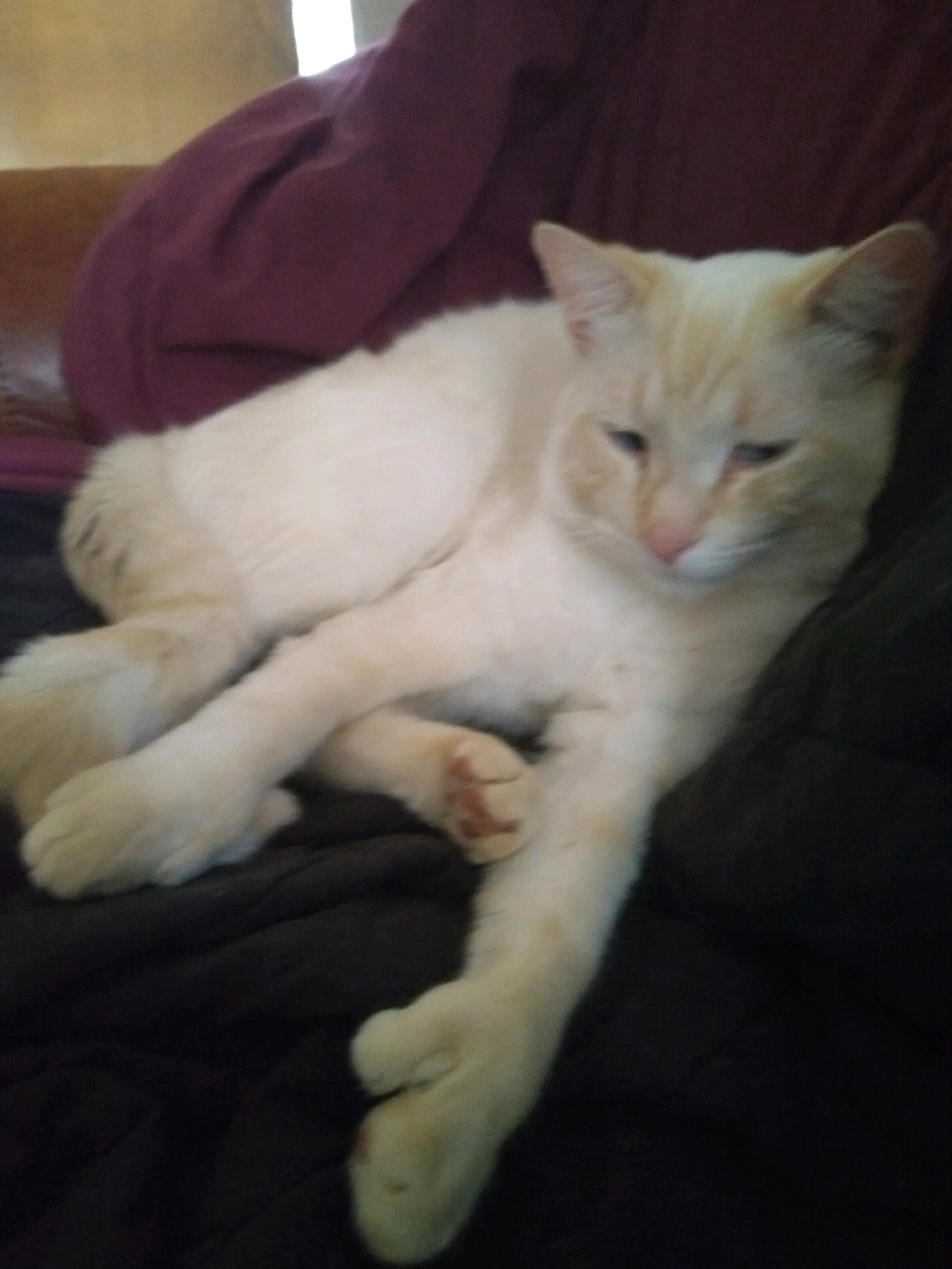 12508 Portneuf Animal Welfare Society (PAWS)