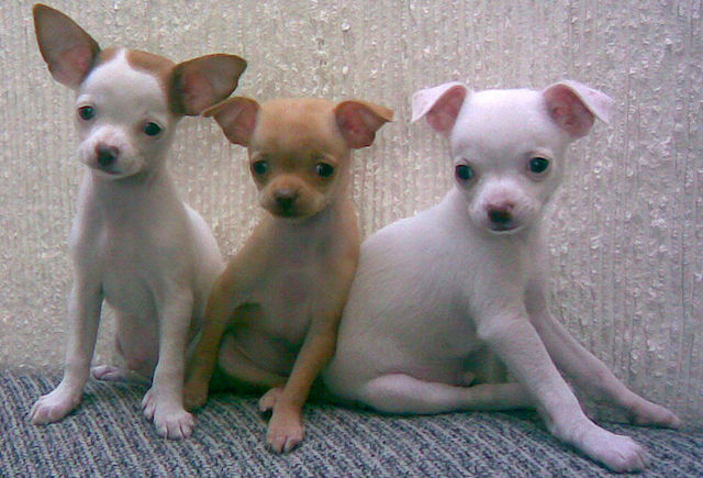 Dogs gone wild; packs of Chihuahuas roam Maryvale streets