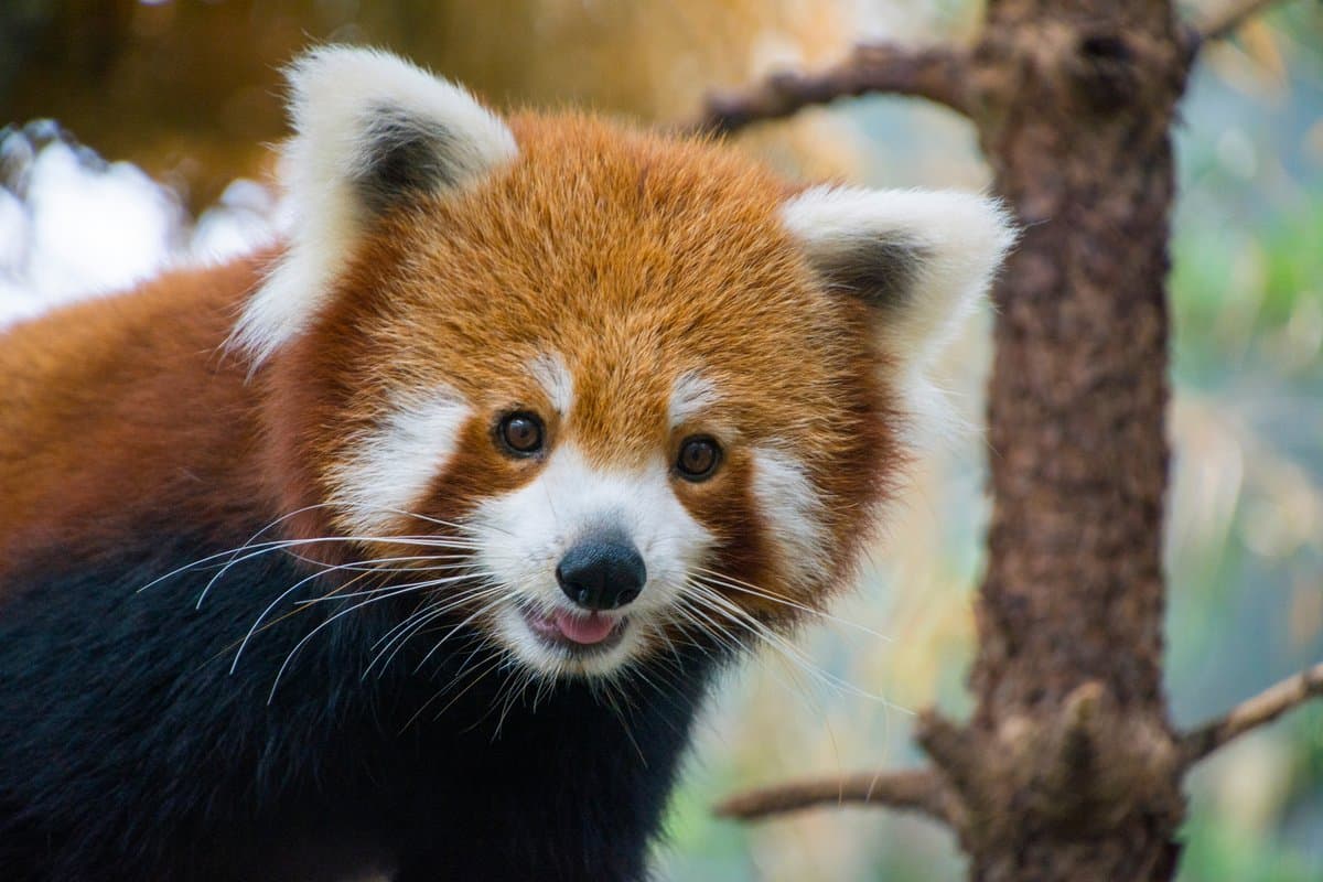 7 Things You Didn’t Know About Red Pandas