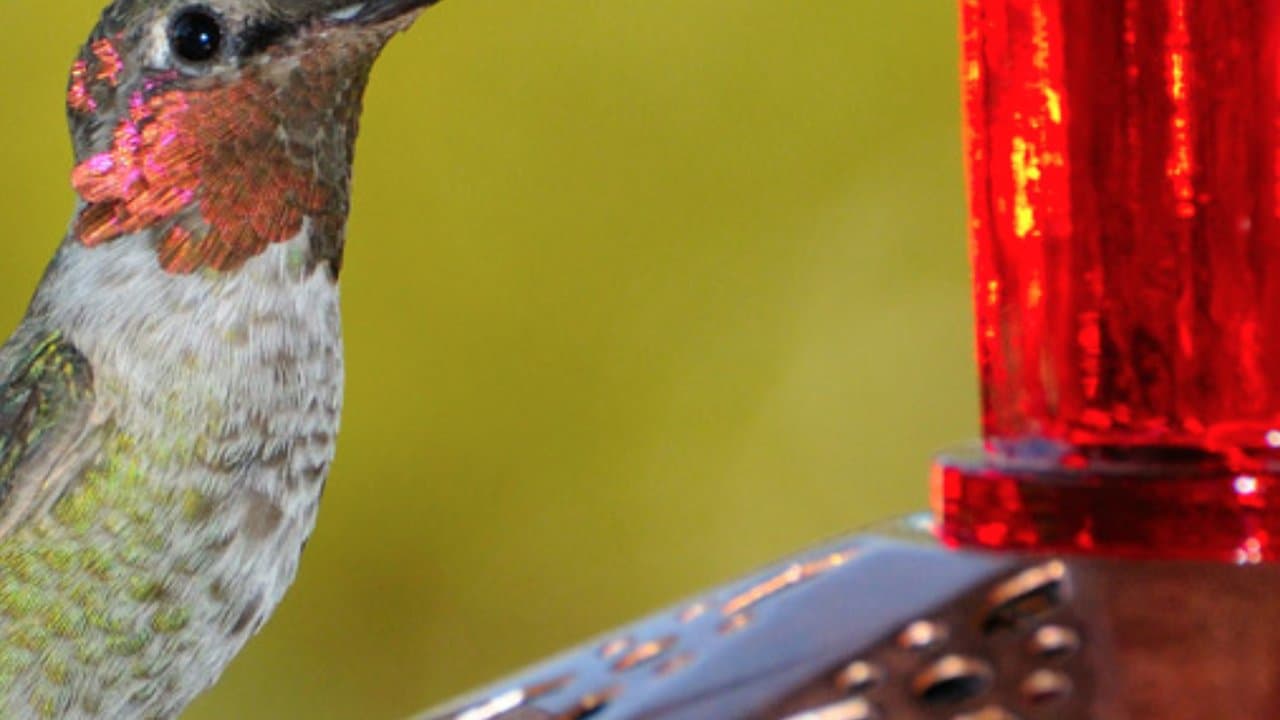 Feed the Birds. It Could Boost Your Mood This Winter.
