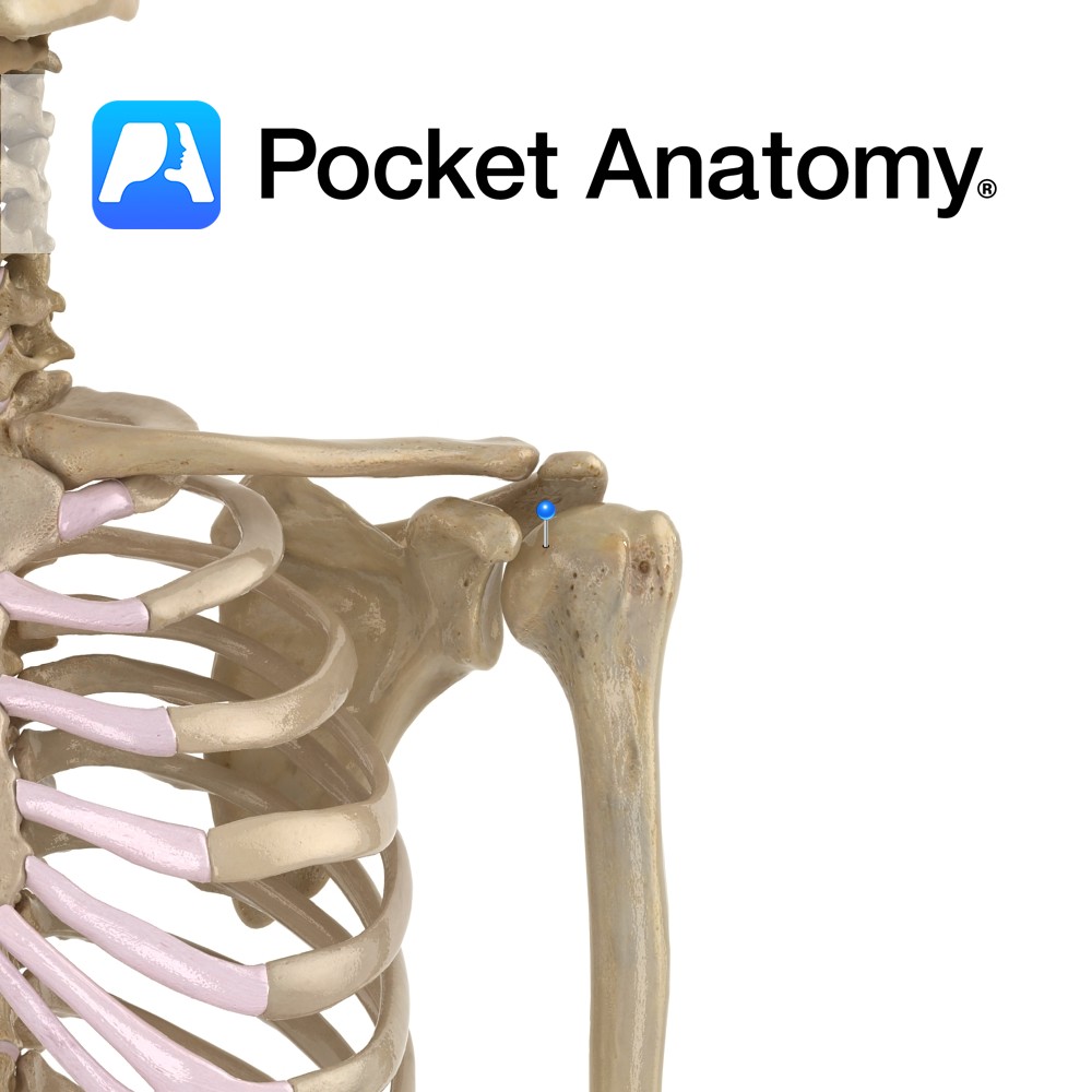 Humerus head Pocket Anatomy