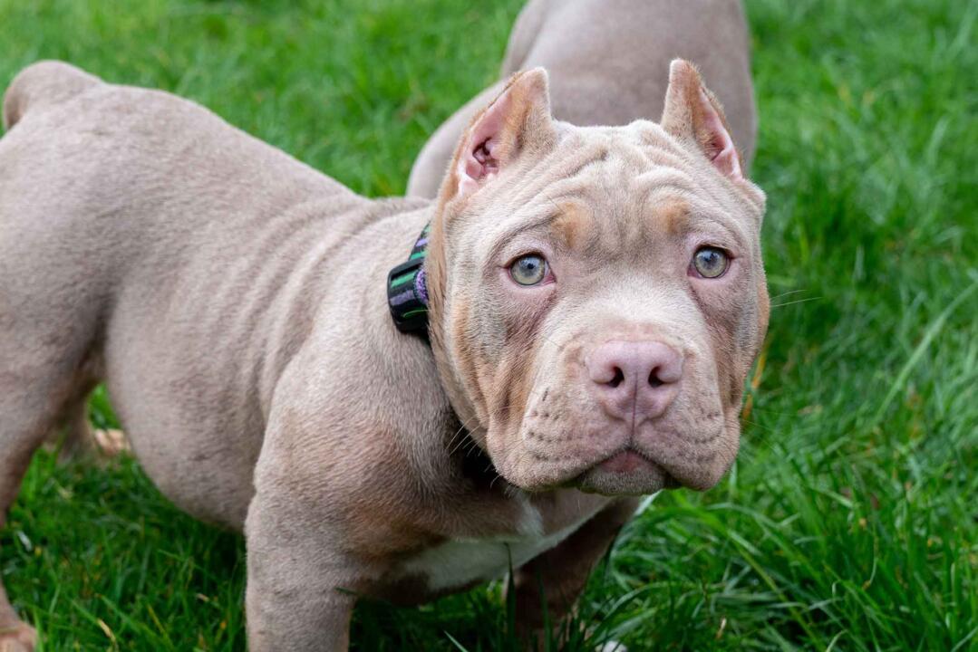 Pocket Bully Gallery Pocket Bully