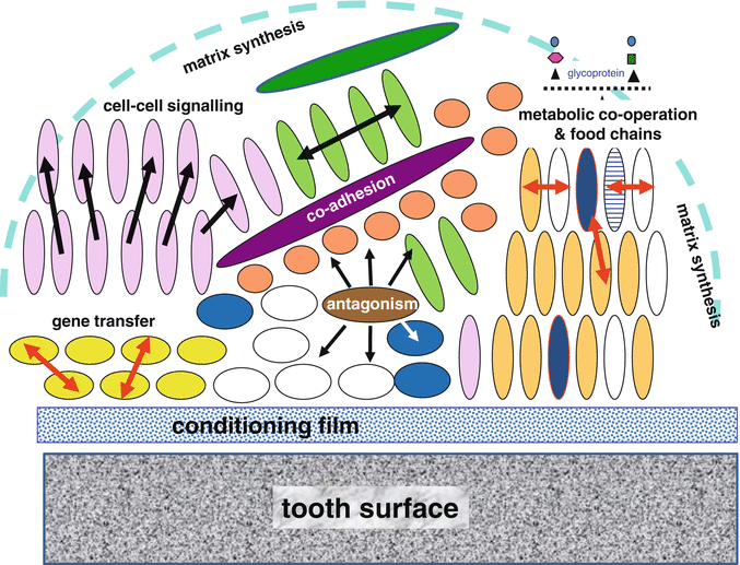 Dental Biofilms in Health and Disease Pocket Dentistry