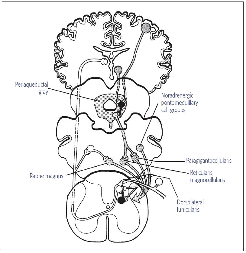 8. Pain Modulatory Systems Pocket Dentistry