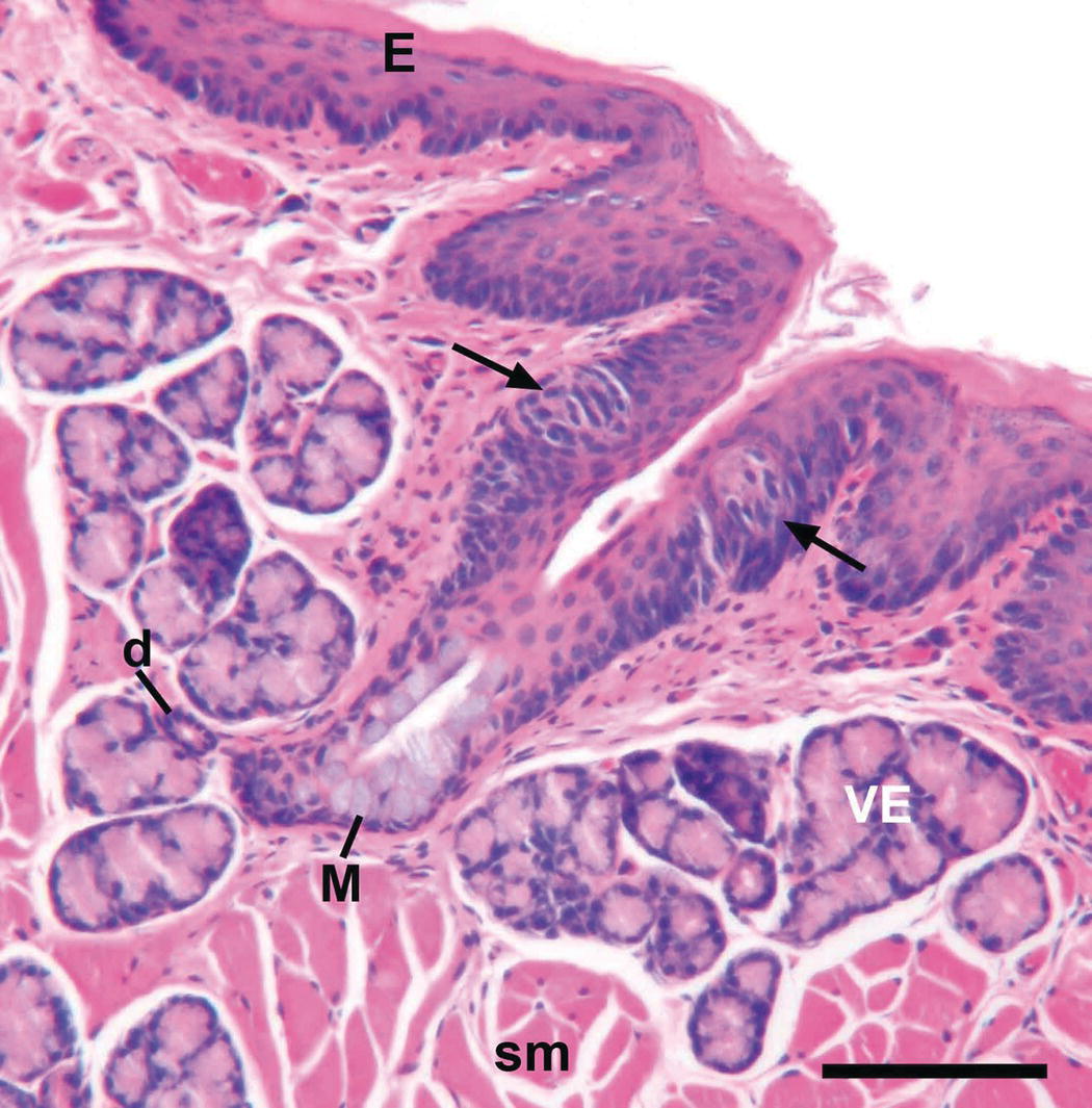 1 Oral Structures and Tissues Pocket Dentistry