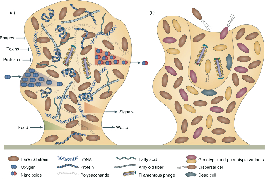 3 Biofilms in Root Canal Infections Pocket Dentistry