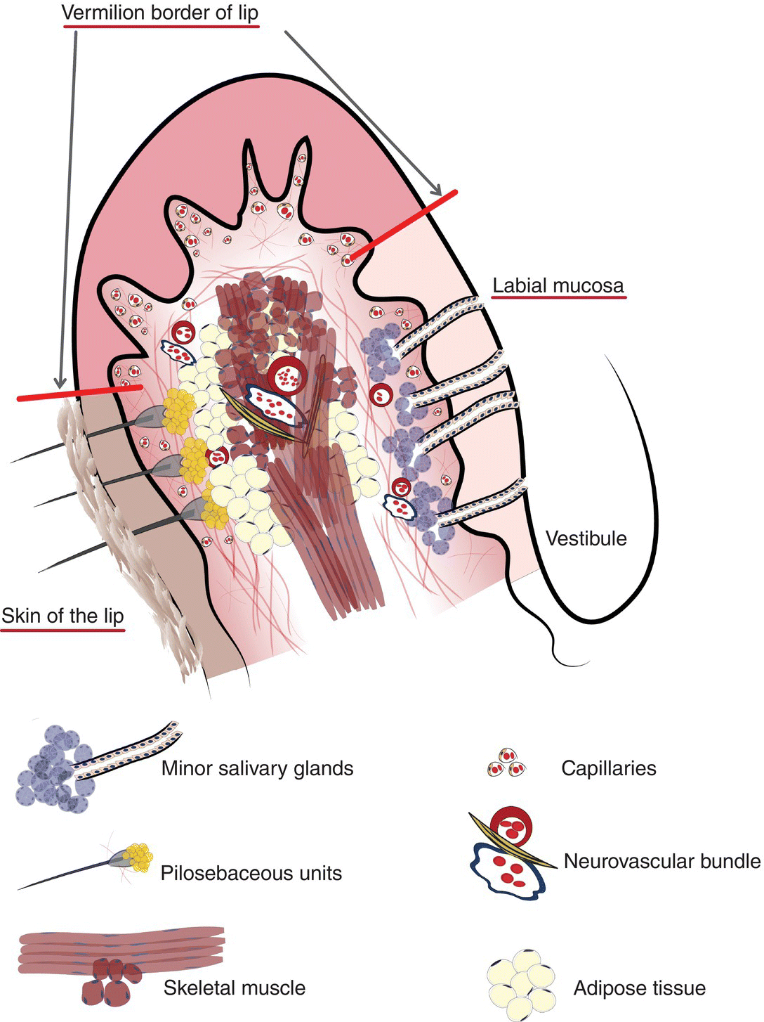 9 Oral Mucosa and Mucosal Sensation Pocket Dentistry
