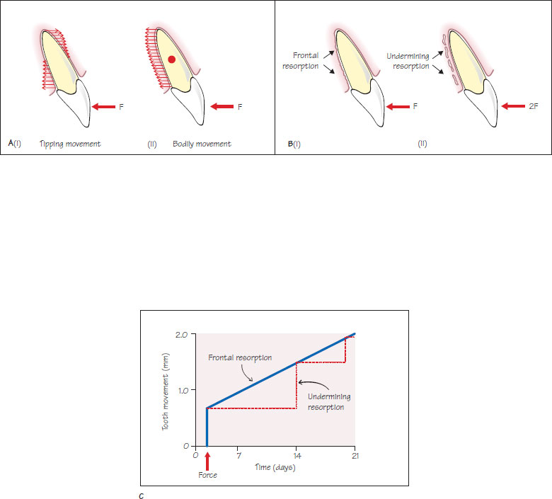 35 The biology of tooth movement Pocket Dentistry