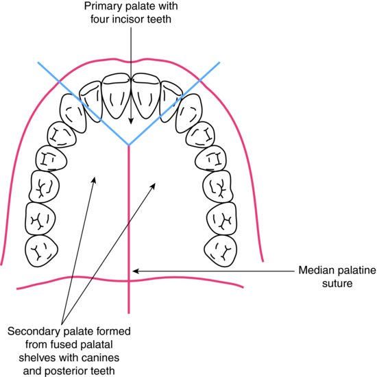 6 Oral embryology and histology Pocket Dentistry