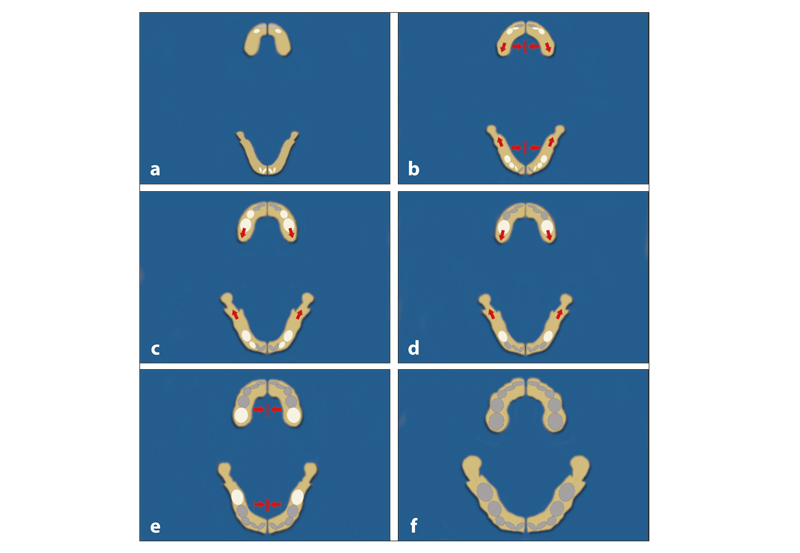 2 Jaw Growth During Formation and Eruption of Deciduous Teeth Pocket